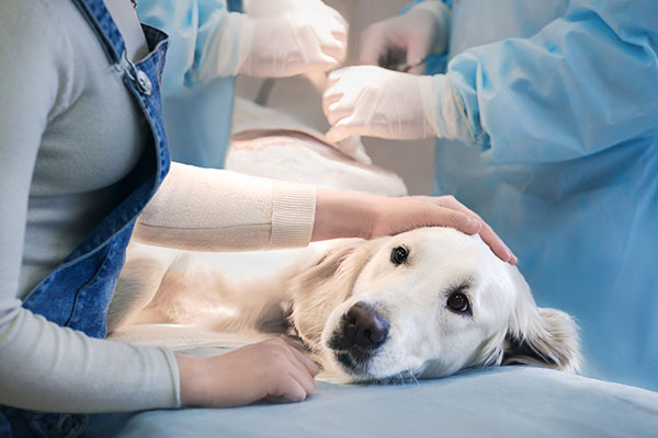 下痢・嘔吐・血便の治療をする犬のイメージ